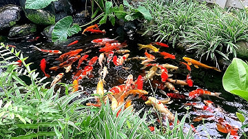 Thư Giãn Tiếng Nước Chảy Cùng Đàn Cá Koi Nhiều Màu Sắc