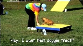 Agility Trials in Long Island, NY -  (Part 1)