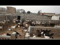 Goat farming in pakistan  goat farm business  how to start goat farm  small goat farm  part 1