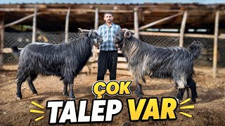 Bu Yıl Büyük Kurbanlıklara Rekor Talep Var 