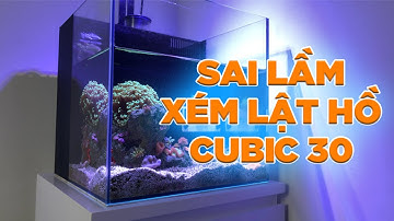 Những Việc Nên Tránh Khi Chơi Cá Nước Mặn Cho Người Mới Bắt Đầu?