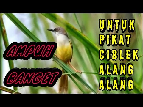 mp3-pikat-ciblek-alang-alang