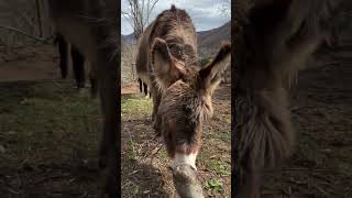 Burros jugando felices by Fundación Santuario Gaia 2,701 views 1 month ago 3 minutes, 1 second