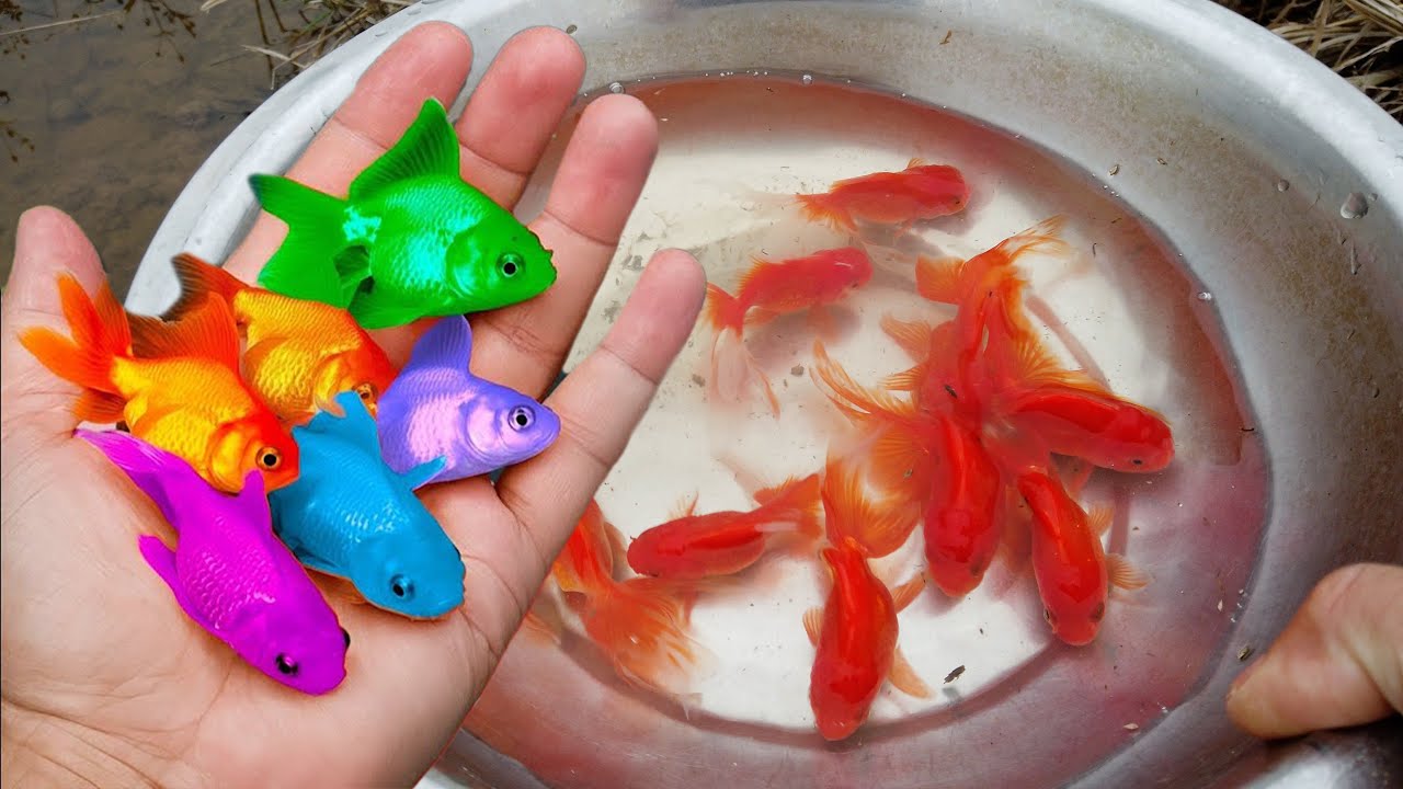 Cá cảnh nhiều màu sắc tuyệt đẹp trong ao nhỏ, cá vàng, cá koi, cá cảnh ...