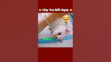 mèo nói tiếng việt với bác sĩ thật tuyệt vời #funny #haihuoc #giaitri #vuinhon #haihuocvuinhon