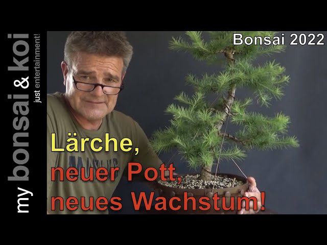 Bonsai 2022-65 - Larch - Larix kaempferi - new pot and new growth - YouTube