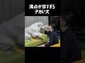フッと息をかけるとキレる超大型犬　#greatpyrenees #グレートピレニーズ #犬のいる生活 #ゴールデンレトリバー #可愛い #愛犬 #大型犬パピー #癒し #パーニーズ #小ぶりな大型犬