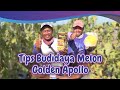 Melon Golden Apollo besar maksimal dan manisnya super