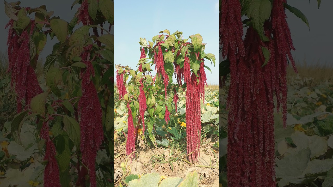¹ 🌻²⁰☆•³ Amaranthus Family (Amaranthaceae)