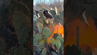 Why Farmers Burn Cactus Before Feeding Cows?