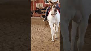 The Fancy Prancy Horse