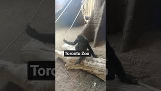 Toronto Zoo #torontozoo #canada #wildlife #wildanimals