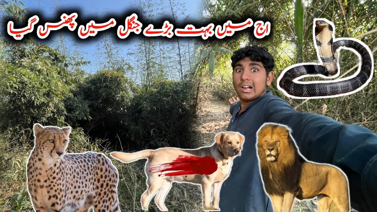 Aj ma jangal me phas gya bara Pura triky sa 😂😭