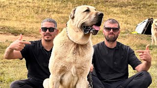 30 SHEPHERD DOGS AT 2900 METERS ALTITUDE