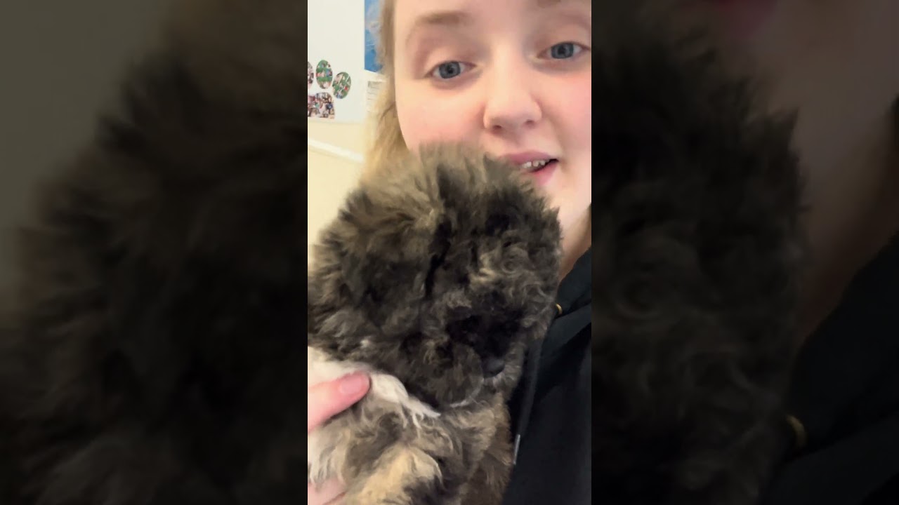 New Puppy Arrivals just listed on our website!  