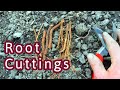 Root Cuttings - Propagating Shipmast Black Locust