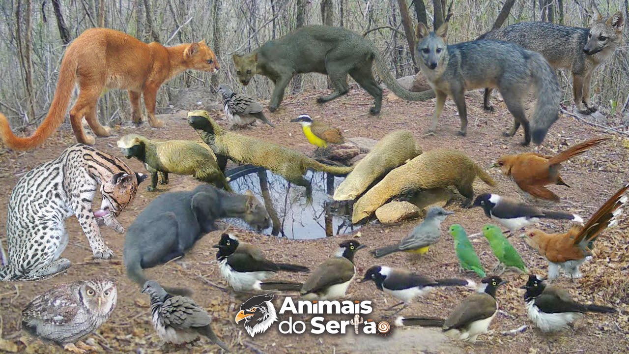 UM AQUÍFERO QUE SALVOU MUITOS ANIMAIS NO PERÍODO SECO