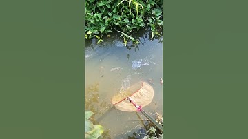 Đi vớt cá lóc bông con dưới sông về nuôi