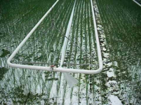 Video: Loj Hlob Leek Thiab Cabbage Seedlings