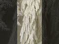 Raz 6' White Pine Christmas Garland G4670931
