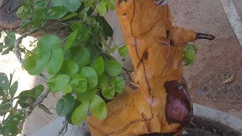 PHÂN BIỆT TRẮC NGHỆ VÀ TRẮC DÂY