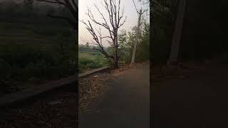kharkani village old trees 🌴🌴