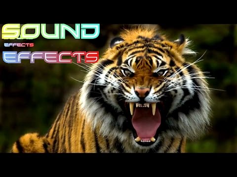 lion-roar-sound-effect-#24