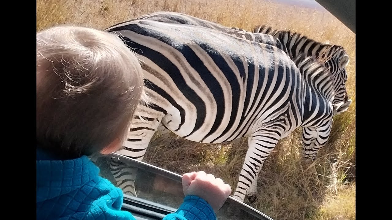 Toddler very excited to see his first Zebra.