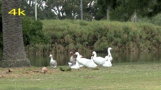 Centennial Parklands Sydney Australia