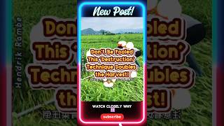 Why This Farmer Crushes His Crops — The Genius Behind It Will Shock You!#short#shortvideo#tips#info