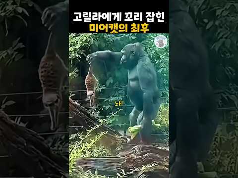 고릴라에게 잡힌 미어캣에 최후#더빙농장 #동물더빙 #funnyanimals #웃긴동물 #미어캣 #고릴라 thumbnail