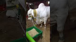Qurbani lovers cow videos shorts cow trending heavy bull viral cattle show reels cows