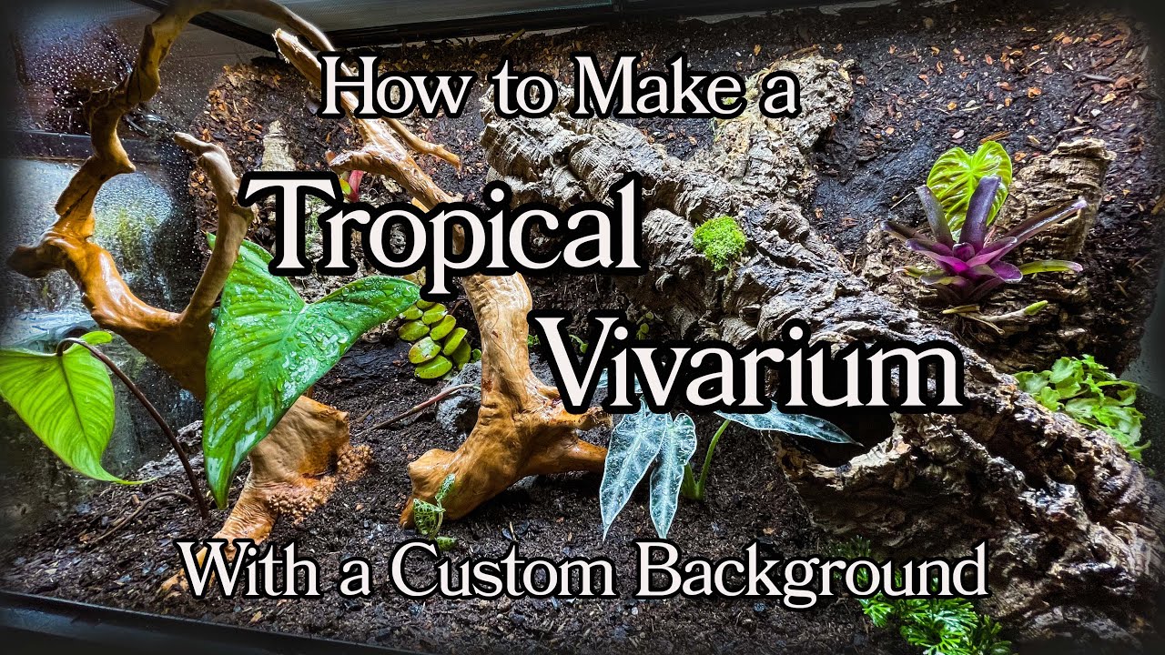 How to make a DIY Tropical Vivarium with a Custom Background
