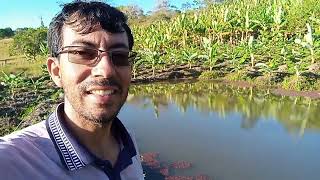 ALIMENTANDO OS PEIXES LIMPEZA DO LAGO+ RESULTADO DAS BANANEIRAS 
