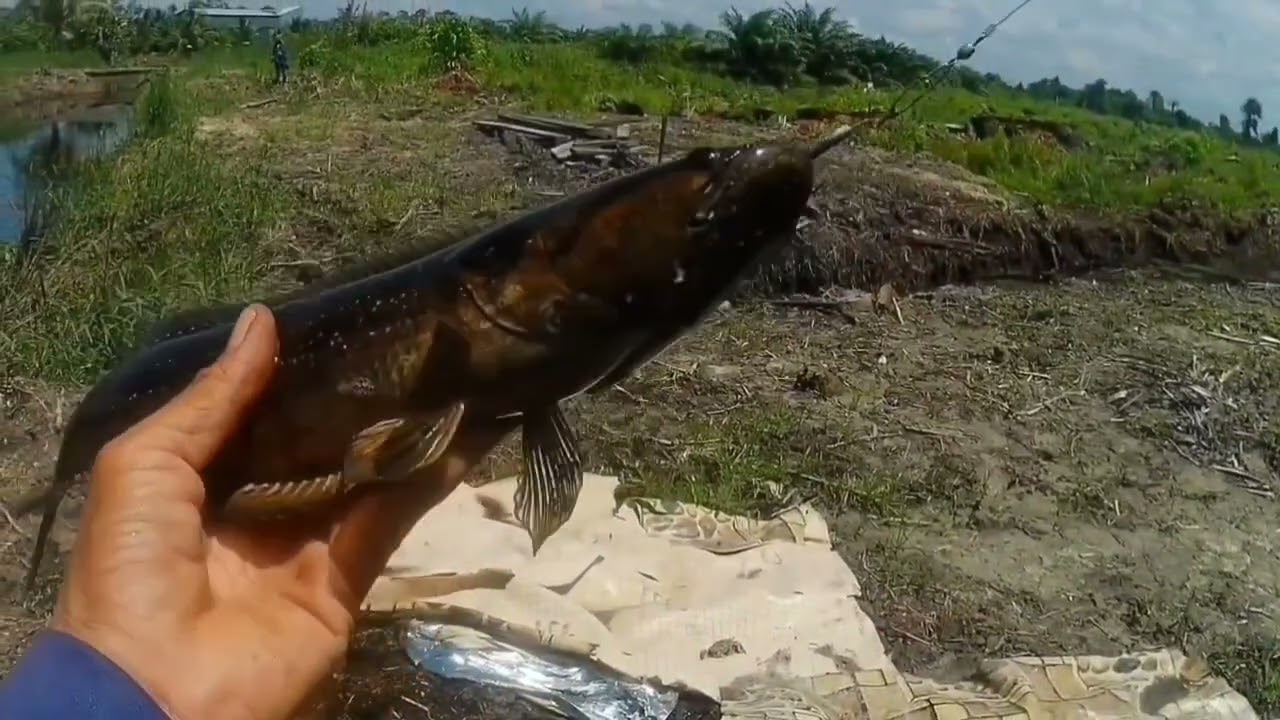 @casting haruan[] bujuk[] runtu❗rekod peribadi 2026 channa Lucius|Channa Baramensis🧘full strike💯