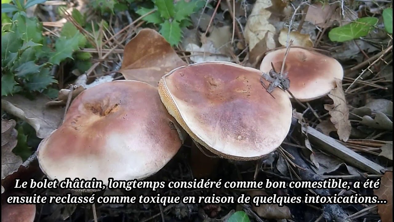 Bolet châtain (Cèpe marron)