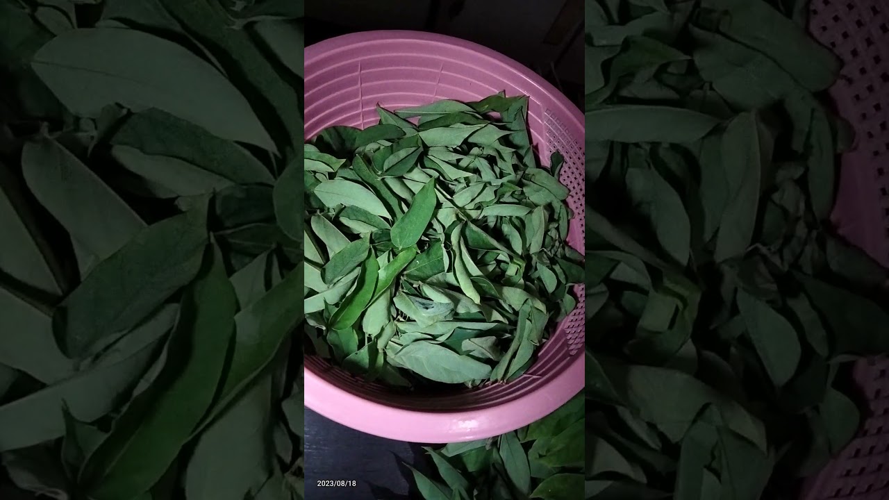 kamias tea?  kalasa ng Milktea! How? abangan!