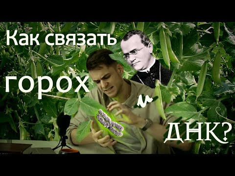 Видео: Как наследуются хромосомы?