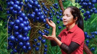 Time Lapse Day 369 of Harvesting Palm Fruit | Picking Ripe Fruit Bunches To Market Sale| Loc Harvest