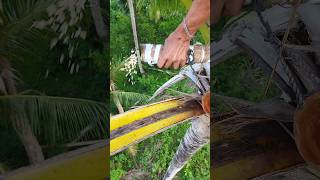 Coconut flower cutting daily to make Coconut wine 🍷🌺🔪 #coconut #wine #makingwine #coconutsap