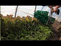 Small Scale Farming - A Week In The Life (Day 5)