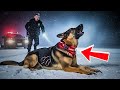 Officer Rescued a Stray German Shepherd—But the Black Collar Around Its Neck Hid a Dark Secret