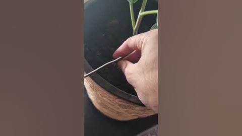 IoT smart plant monitoring device demonstration