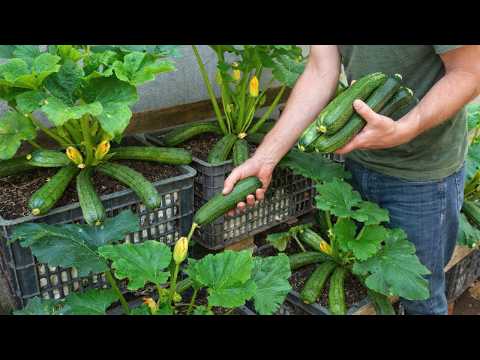 Don’t Plant Zucchini Until You See This Simple Trick!