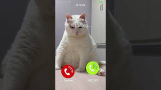 Download Lagu cute kitten #ringtone #ringtone #ringintone #ringintone #love #gorerangsekalajaduchalayeringtone MP3