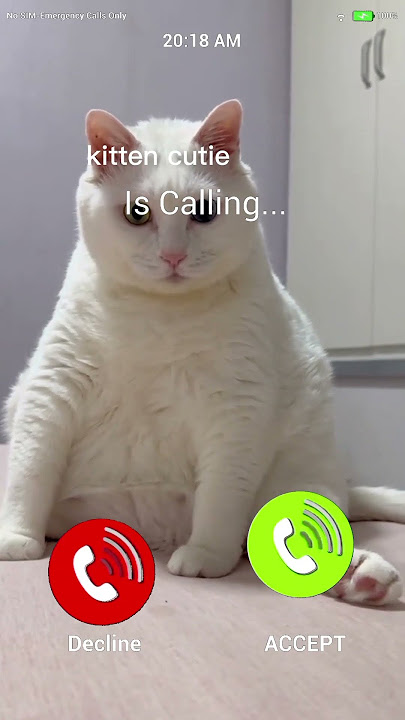 cute kitten #ringtone #ringtone #ringintone #ringintone #love #gorerangsekalajaduchalayeringtone