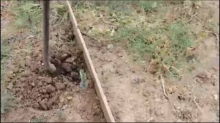 bahçem çok kurumuştu ama çok güzel suladım özellikle ağaçlar suya doydu #shorts #keşfet #nature