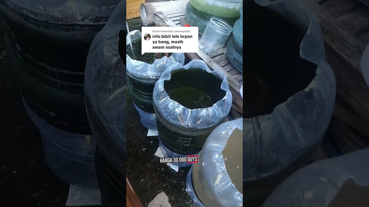 Harga bibit lele berapa an sih ? 