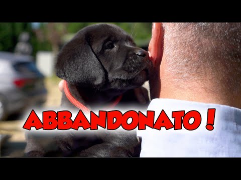 Video: Saluta il nostro cane, signor Teddy