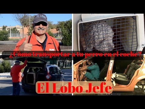 Video: ¿Es peligroso para los perros viajar en su regazo en un automóvil?